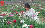 Ngỡ ngàng với cánh đồng hoa tam giác mạch nở trái mùa ở Hà Nội
